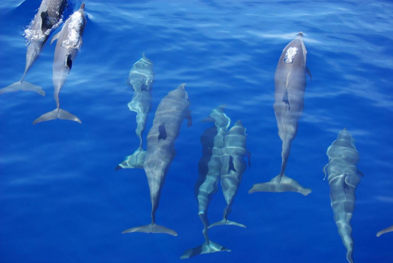 Island Guest 호텔 Maamendhoo 외부 사진