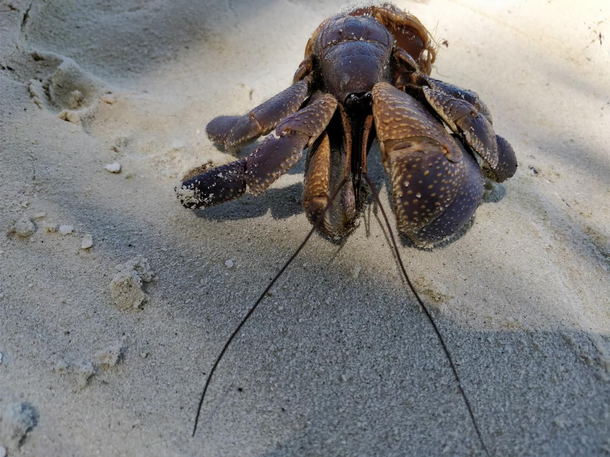 Island Guest 호텔 Maamendhoo 외부 사진