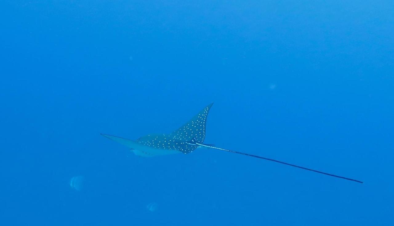 Island Guest 호텔 Maamendhoo 외부 사진
